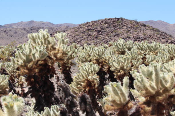cholla cactus garden im joshua tree national park; risiege kakateen wie in einem wald, Teddybär-Cholla-Kakteen; der Cholla-Kaktusgarten liegt im Pinto Basin, einem Teil der Übergangszone zwischen der Colorado- und der Mojave-Wüste, Berge im Hintergrund