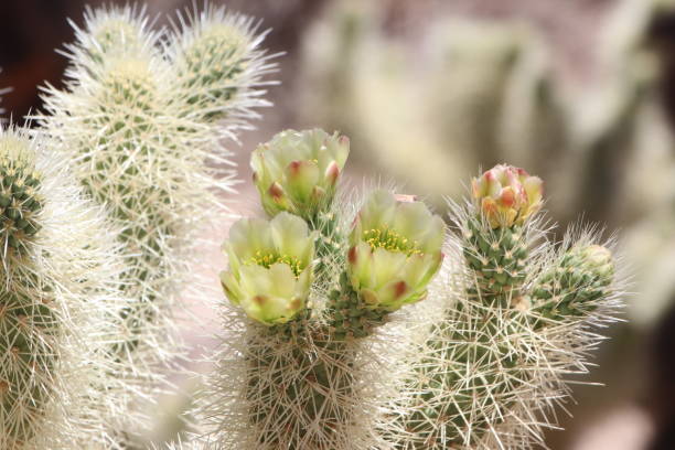 istock cholla cactus garden im joshua tree national park 2163565637