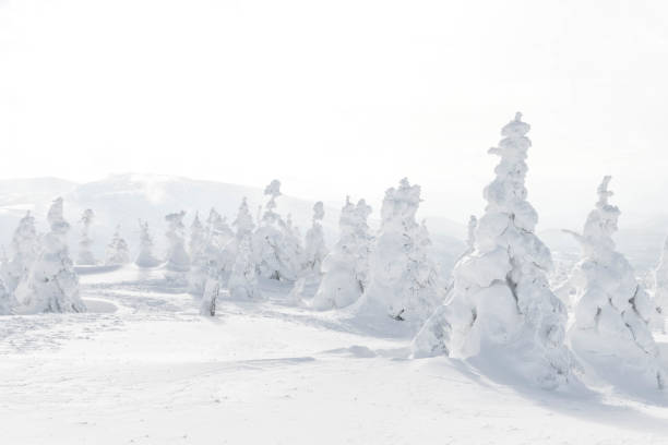 istock View of frozen tree on snow mountain 2163566027