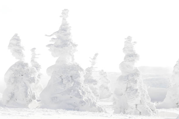 Snow covered tree or snow monster with hazy weather on Mount Hakkoda in winter