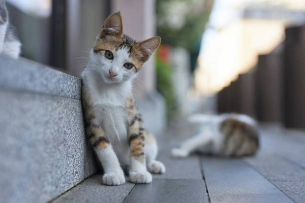 homeless cats on streets of istanbul