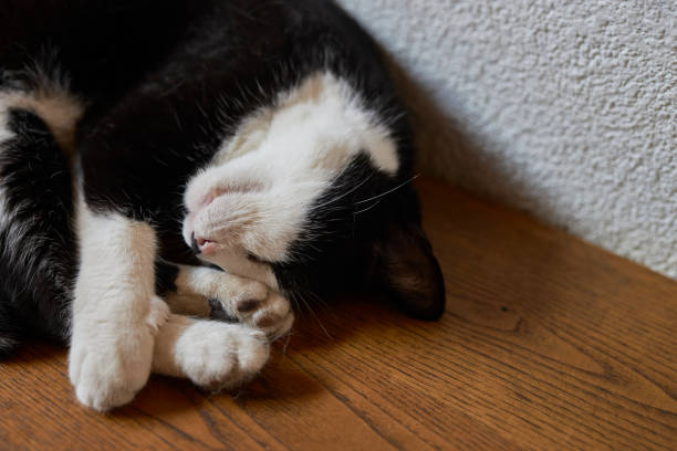 stray cat sleeping over wooden desk