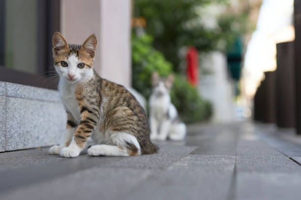 istock stray cat with family looking at camera 2163567424