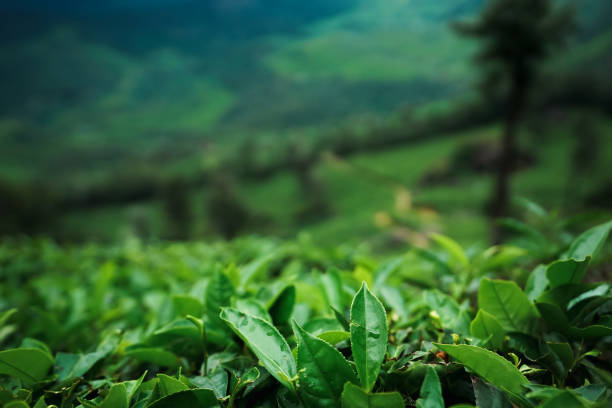 istock Green tea leaves growing lush in a tranquil valley 2163567495
