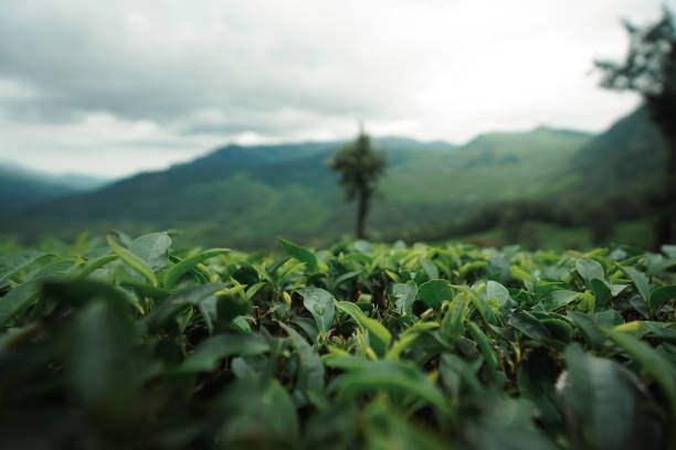 istock Green tea leaves growing lush in a tranquil valley 2163567497