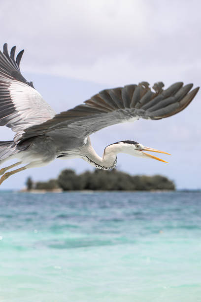 istock gray heron flies over the ocean 2163568528