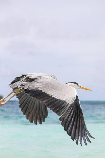 istock gray heron flies over the ocean 2163568544