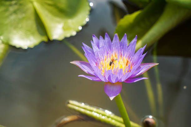 A beautiful lotus flower in the pond