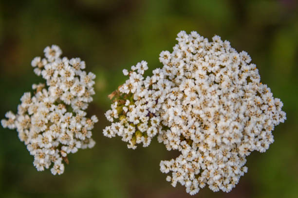istock Macro  - Forest - Europe, Romania, Suceava region, 2163568811