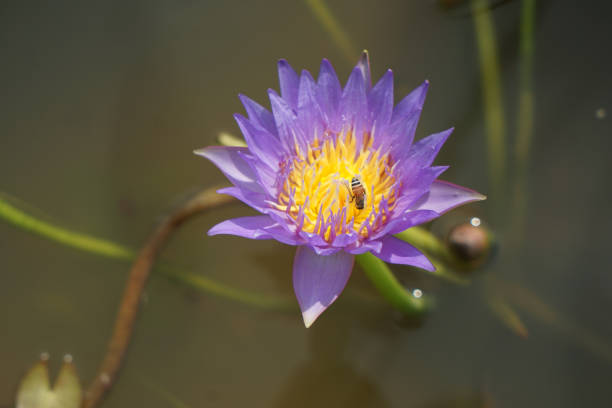 A beautiful lotus flower in the pond