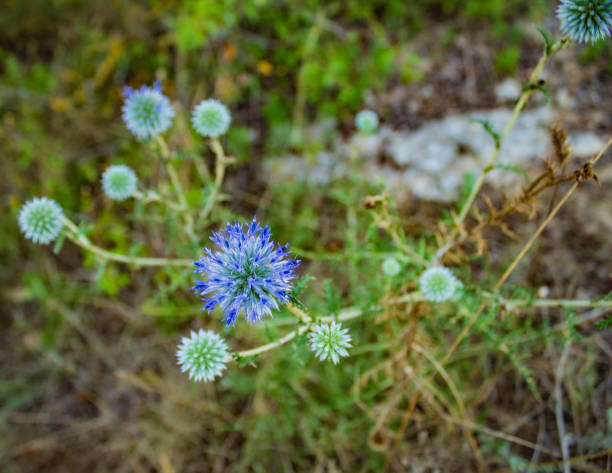 Close-up of ornamental onion flower about to come into full bloom. Small dew drops (rain drops) are visible. Defocused garden background.