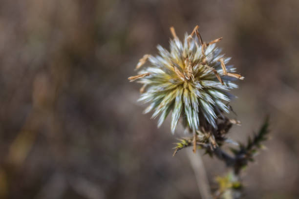 Macro  - Forest - Europe, Romania, Suceava region,