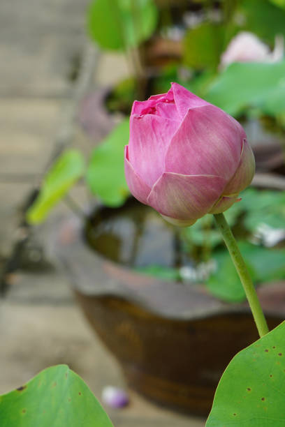 Pink lotus bud flower with green leaf
