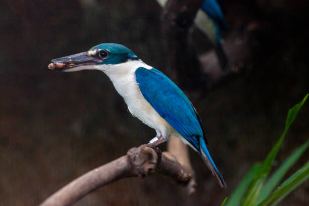 Beautiful kingfisher bird perched on a stick