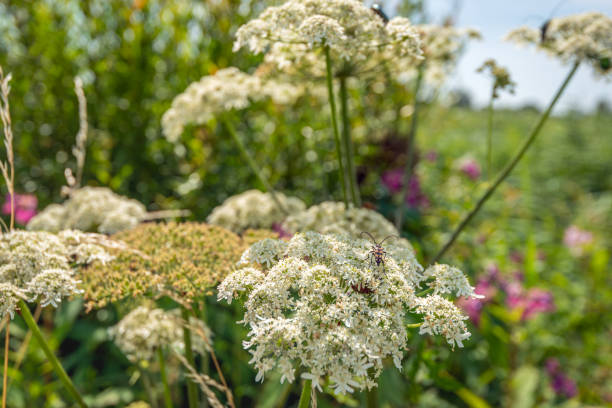 istock Longhorn beetle visiting comming hogweed flower 2163570014