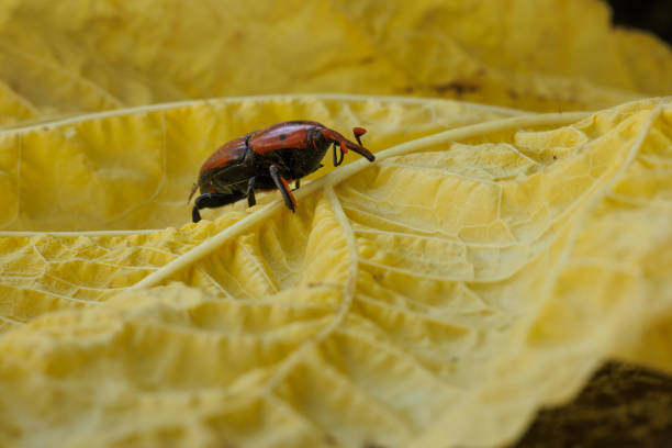 Red weevil, rhynchophorus ferrugineus, on yellow leaf, Alcoy, Spain