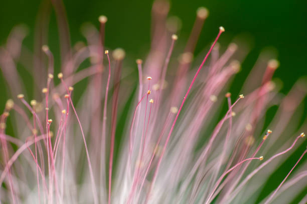 Abstract photo of a flower - Selective focus. High quality photo