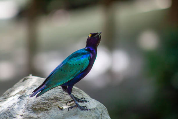 A photo of a Glossy Starling perched on rock with bokeh. High quality photo