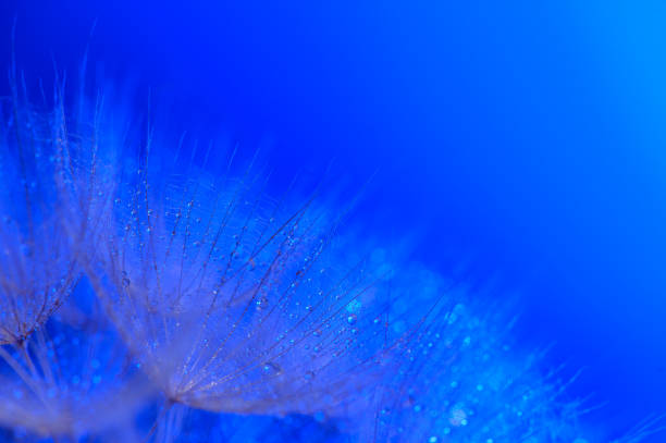 istock Water drops on a parachutes dandelion on a beautiful blue.6 2163575026