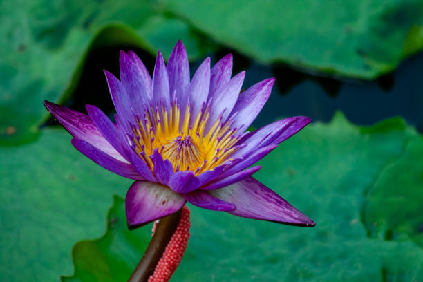 istock Purple Lotus flower with Snail eggs 2163575813