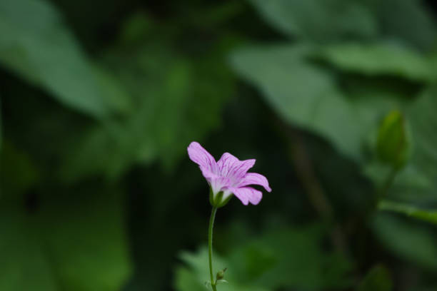 istock Hardy Geranium Growing in a Garden 2163576185