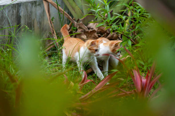 istock Wild Kittens playing in Garden 2163576439
