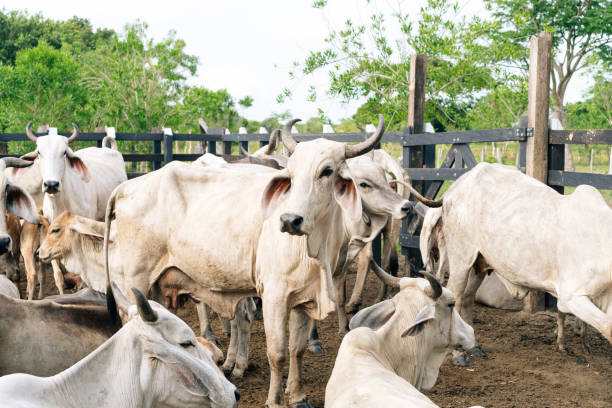 Group of Brahman cattle standing in a fenced paddock with trees in the background.