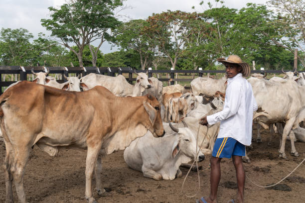 Farmer tending to cows in a rural farm setting