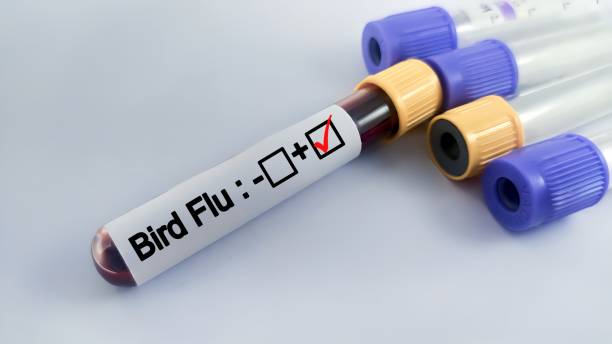 istock blood sample tube with Bird Flu test 2163576681