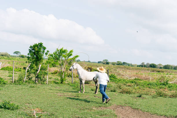 A man rides a dark horse along a dirt path surrounded by lush green trees during a sunny day, embodying a peaceful and rural atmosphere.