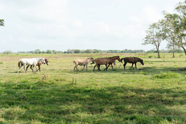 istock Horses Walking in a Green Pasture 2163576687