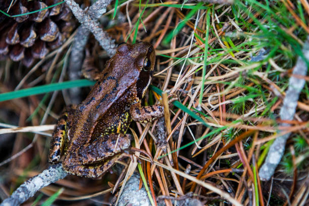 Frog in Font Romeu, Cerdagne, Pyrenees, Spain.