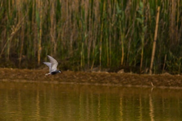 istock Spring and birds in Delta de l'Ebre Nature Park, Tarragona, Spain 2163578057