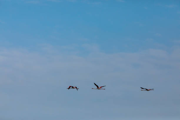 Flamingos in Delta de l'Ebre Nature Park, Tarragona, northern Spain