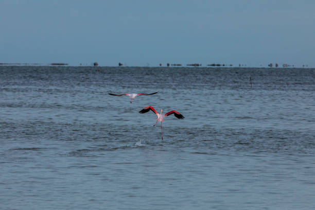 Flamingos in Delta de l'Ebre Nature Park, Tarragona, northern Spain