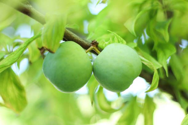 A bunch of fruit