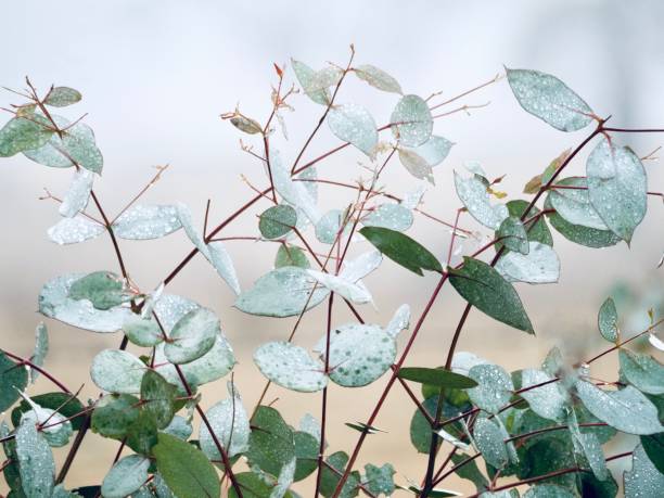 istock Eucalyptus Leaves in Winter 2163579186