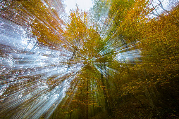 Sun Beams in Foggy Forest\nLocation:  Bolu, Golcuk National Park, Turkiye