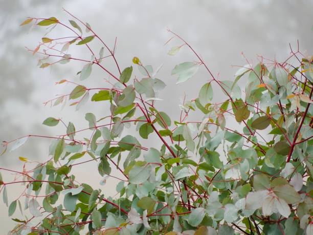 Eucalyptus Leaves in Winter