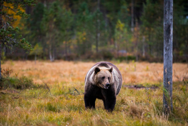 istock Brown bear in Kuusamo, Lapland, Finland 2163579936