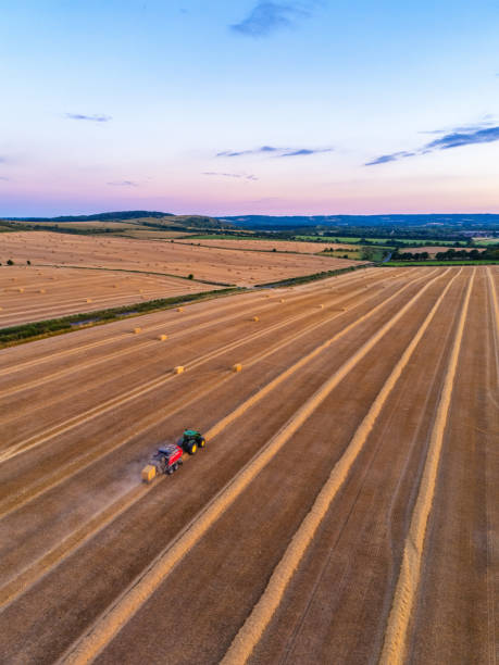 Drone view of Harvesting wheat harvester