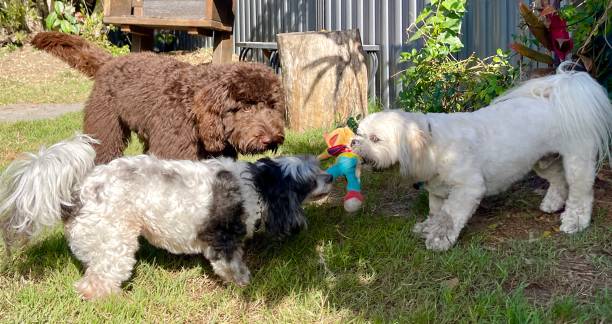 istock 3 dogs playing tug-of-war 2163581040