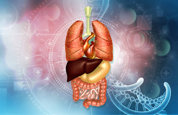 istock Human internal organs anatomy 2163581645