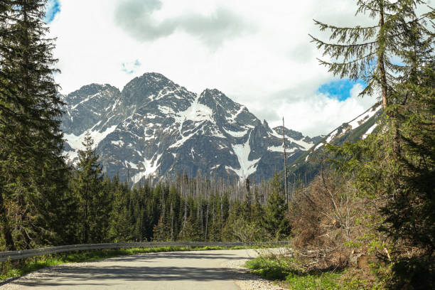 The road to Morskie Oko lake  in the tall forest, behind the Tatra rocky mountains, Poland, \npart of a series
