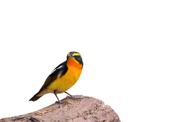 istock Narcissus Flycatcher bird 2163581986