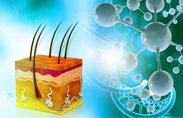 istock Human skin anatomy on scientific background 2163582188
