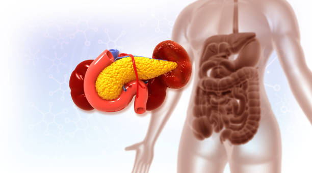 istock Human pancreas anatomy 2163582277