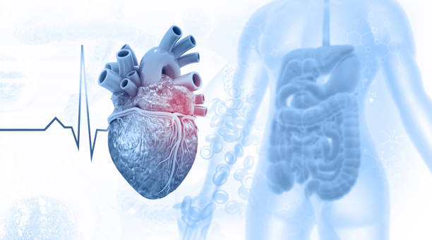 istock Human heart anatomy blue color 2163582398
