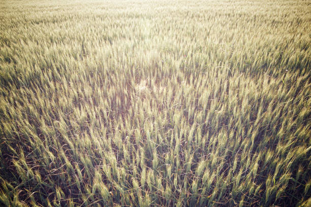 Cereal field at sunset, Huesca province, Aragon in Spain.