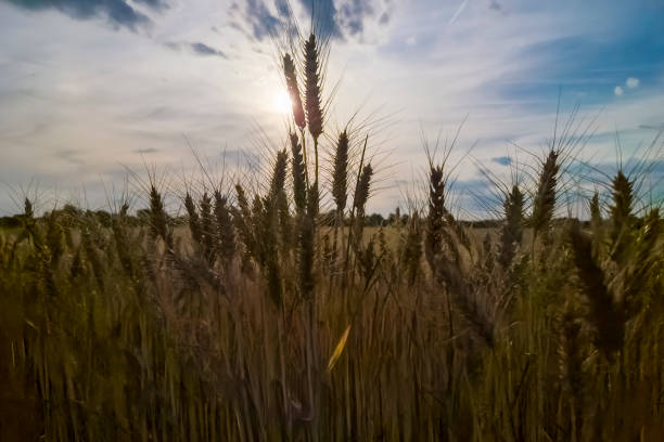 Wheat field in a summer day near Szeged in Hungary